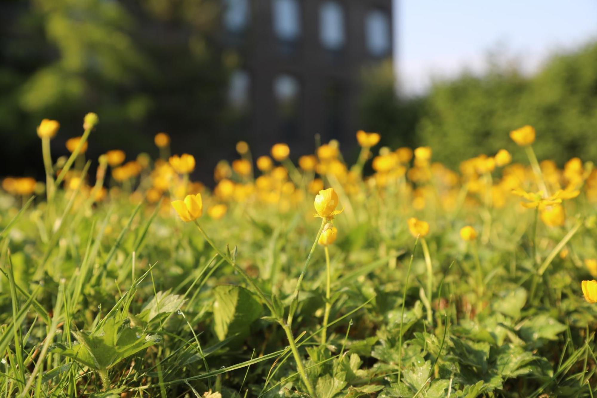 Goldcrest Village Apartments University Of ゴールウェイ エクステリア 写真
